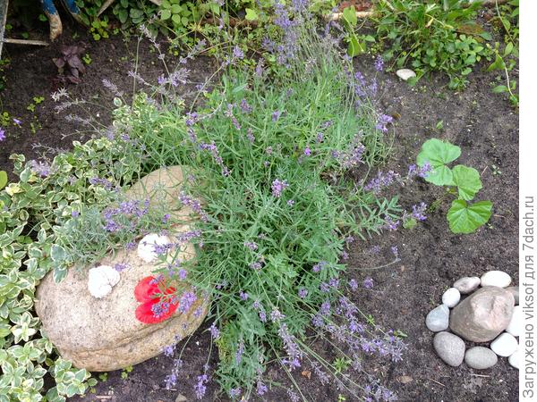 ... и МОЯ!!! Лаванда!