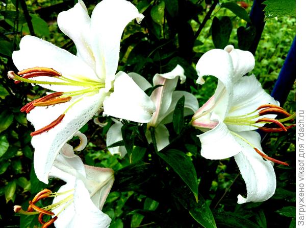 и моя любимая лилия для Вас! Как хорошо, что Вы с нами в Семидачье!!! Спасибо ВАМ!