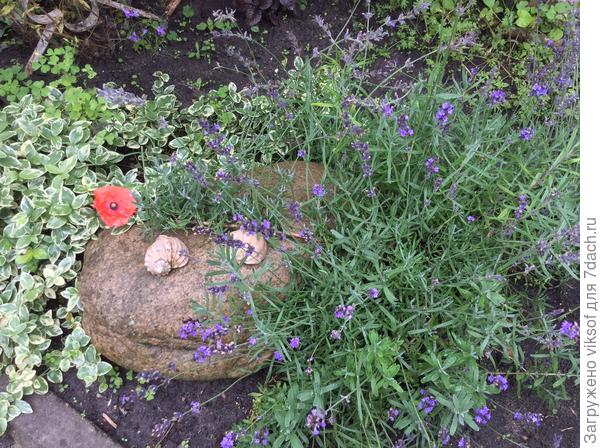 А любимая жаба в убранстве лаванды — лепота какая!