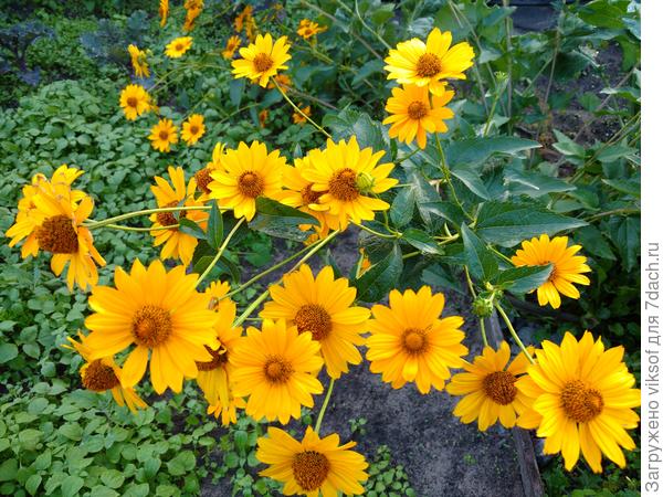 Солнечного вам лета!