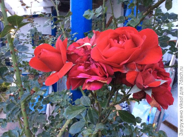 Начало второго цветения моей любимицы