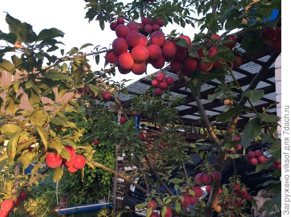 Совершеннолетние сливы