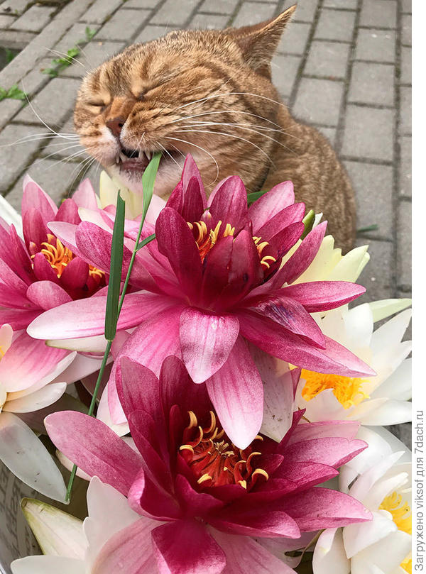 Друг Витаса, мой любимец - кот Федот из Тульской губернии дарит цветы ( его хозяин, мой юный друг Владушек, разрешил использовать свою фотографию) ФСЁ по-честному!!!