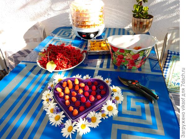 Пример БурундучизЬма, каждую ягодку в закрома и грибки - собрать и посушить