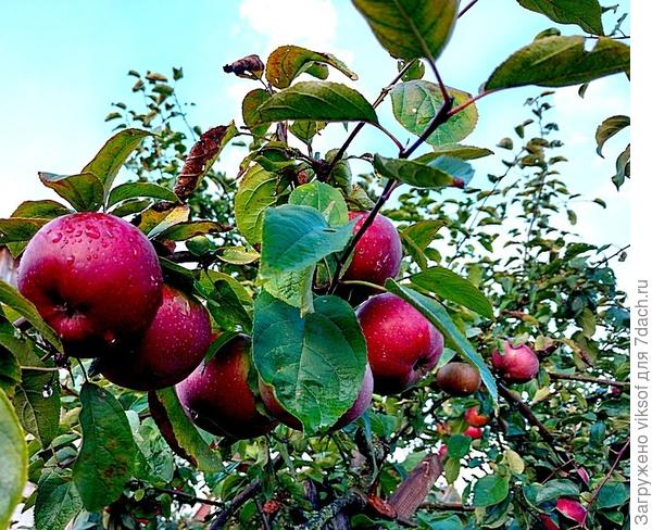 Яблоки люблю очень! И орешки, а уж про мёд и говорить не надо!