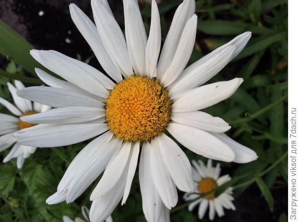 Всем Наташкам по ромашке!