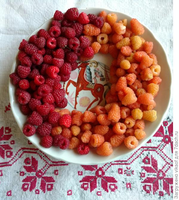 А это моя малинка! Оранжевая слаще и ароматнее красной!