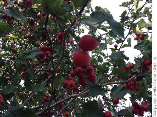 А вот боярышника много