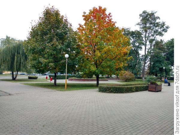 В городе начинает украшать - клён кудрявый-разкудрявый...