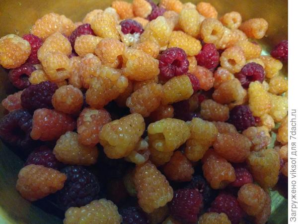 Было много, но что-то она вэтом году приболела и оранжевая не такая крупная, как обычно, но ароматнее и слаще, чем красная