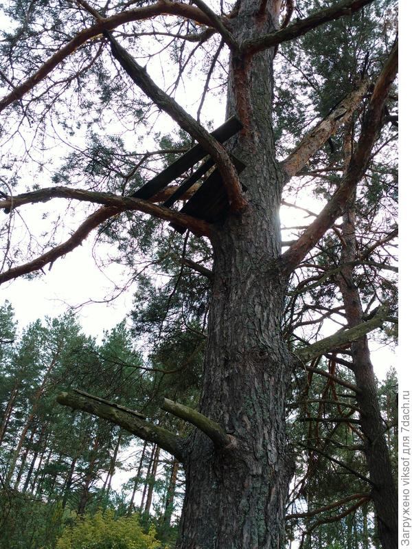 Но охота пуще неволи, хорошо, что никто не видел, как муж держал лестницу.., у нас был удобный пенёк рядом с кооперативом на пригорке, кому-то потребовалось спилить его, вот дети и соорудили для себя, а тут Я...