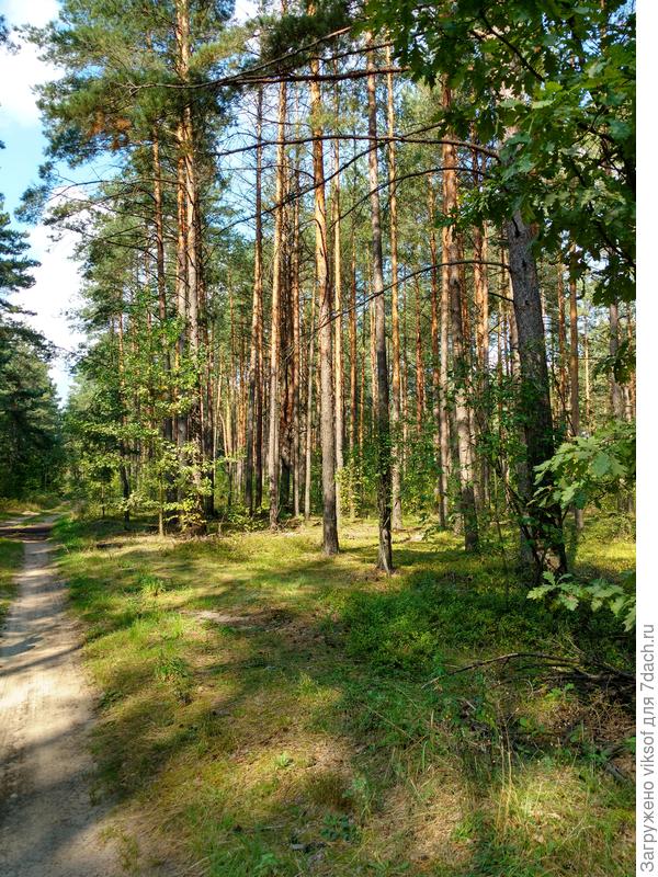 Фото с телефона без обработки - всё спешим, всё нам некогда...