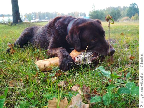 он счастливый - у него прекрасный хозяин, а косточка дело наживное