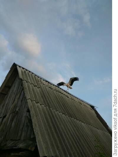 аист прилетел попрощаться, обещал весной вернуться