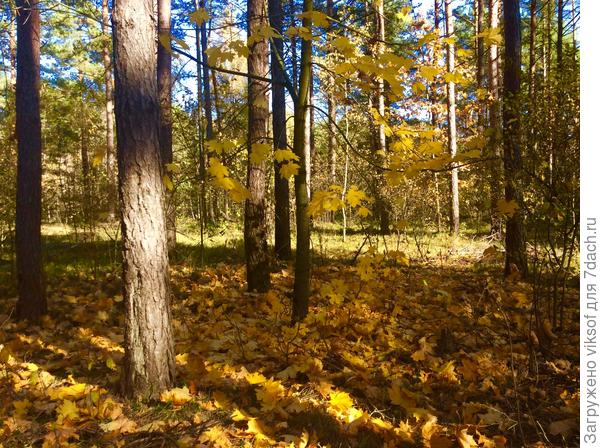 В нашем сосновом лесу растёт красавец клён