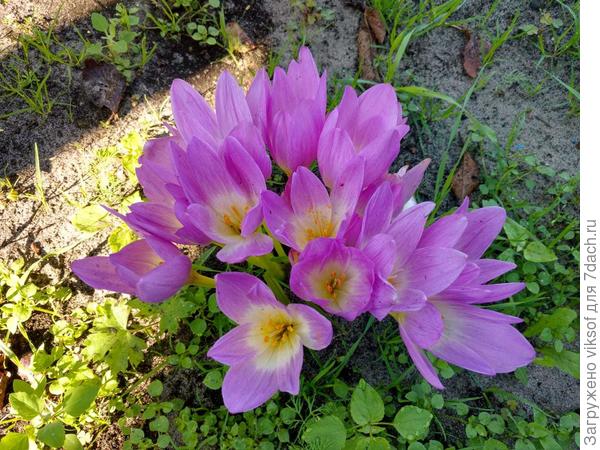 весной листочки, а осенью цветочки