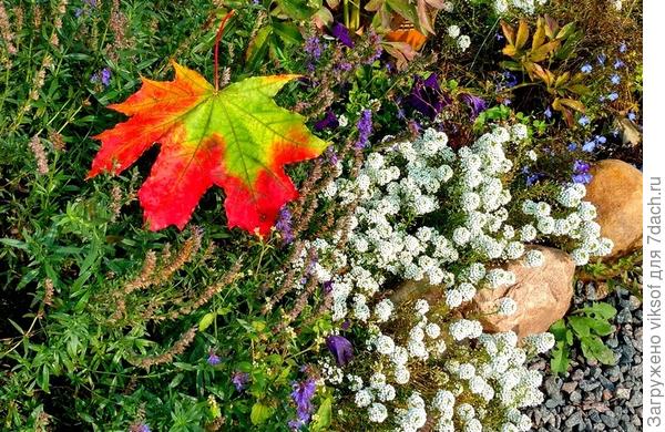 до новых встреч!