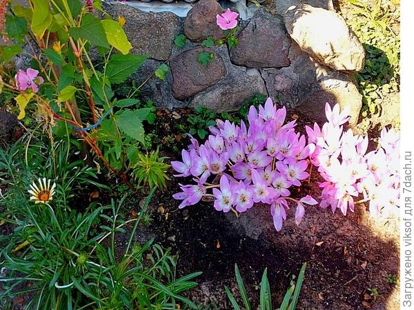 Эти цветы к моему удивлению и огромной радости посадил САМ муж, весной показал мне листья - сам очень удивился, а осенью ахнули от восторга оба - они зацвели!