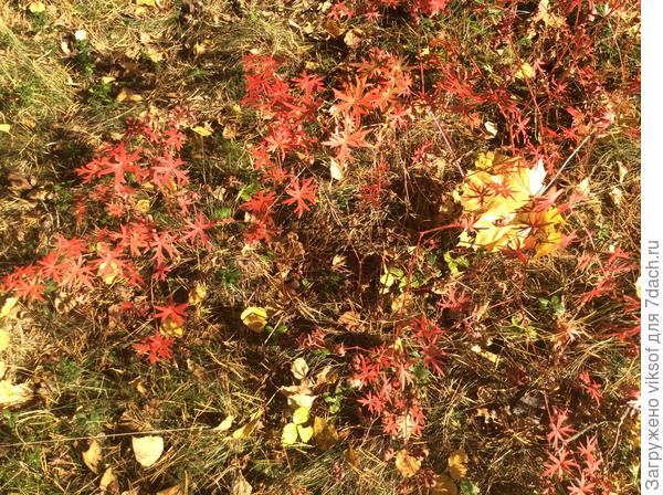 Вот этот кустик, а как зовут — не знаю, если он ещё листочки не сбросил, сфотографирую ещё раз, может кто-нибудь подскажет