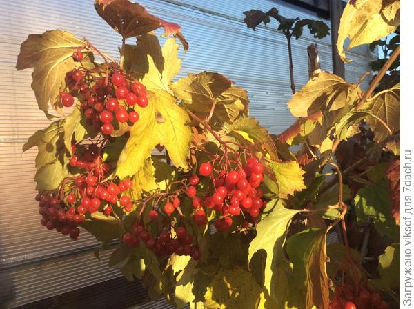 Любимая калинушка