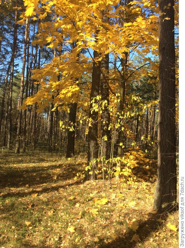 А как дышится в нашем лесу!