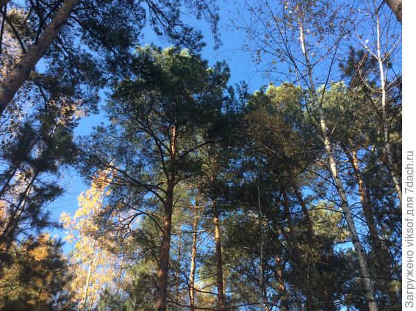 В небе синь синева!