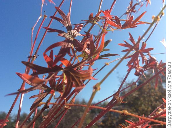 Это я взяла несколько веточек для фото, они быстро осыпались на клумбе, пересаживать к себе побоялась, он редко встречается у нас, будем в лес ходить любоваться