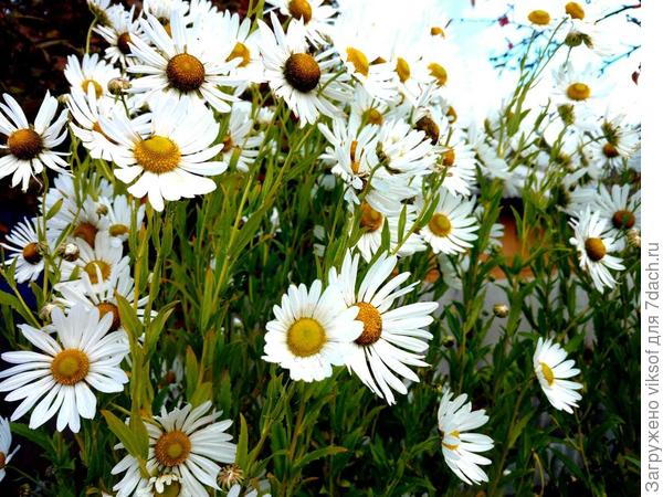 канадская ромашка зацветает на Осень глядя!