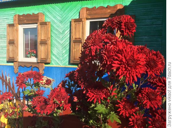 У соседки расцвела хризантема