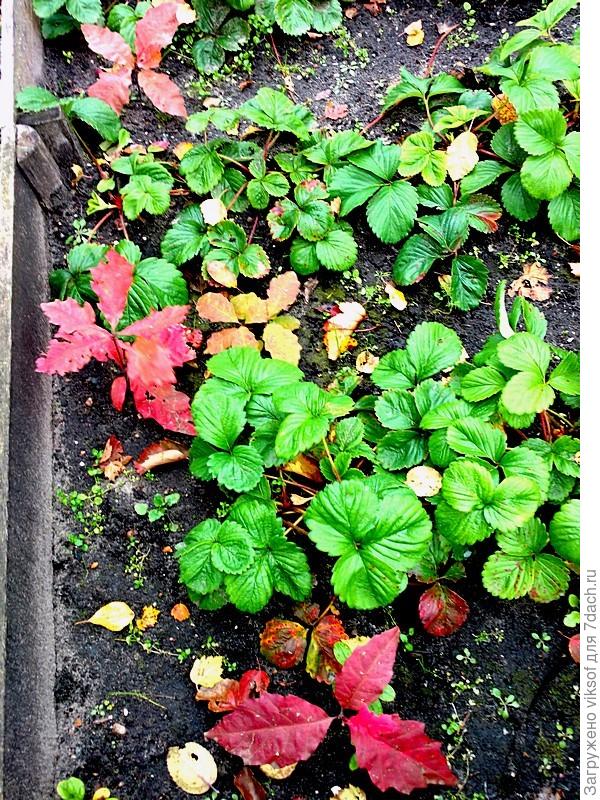 Весной пересажу рядышком в лесок, чтобы поухаживать была возможность