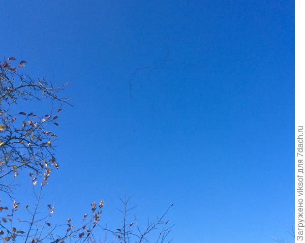 Вы только очень—очень постарайтесь увидеть, они высоко летели вы присмотритесь и увидите!