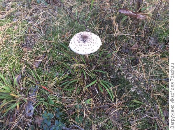 И зонтиков насобирали, мы их очень любим