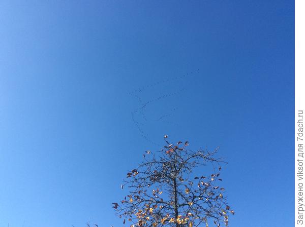 Вот над верхушкой дерева