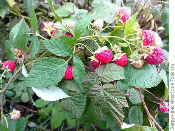 И Малинки, вчера срезала