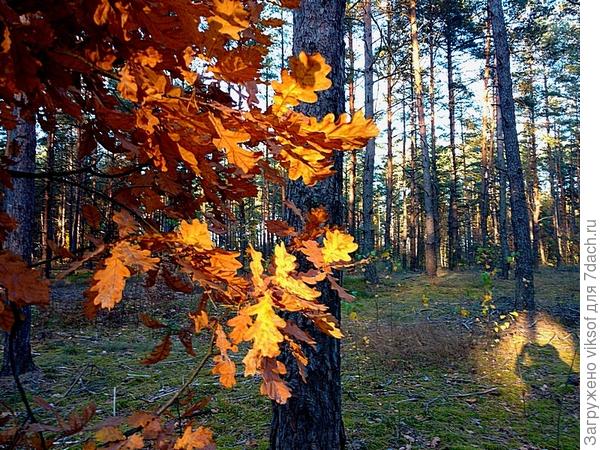 А это наш дубочек молоденькАй, а вот справа мой силуэт, каким-то чудом попал в солнечный зайчик, когда фотографировала, прямо сэлфи