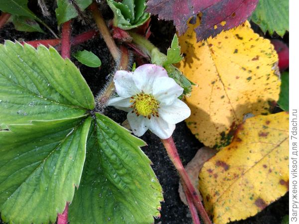 Так и клубника зацвела!