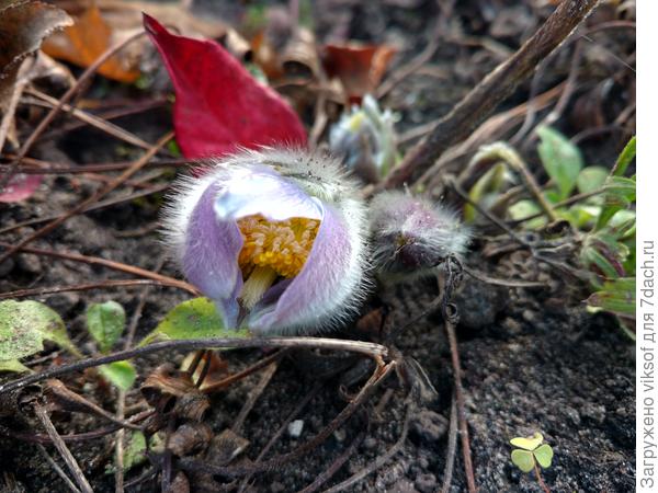 А МОЙ прострел Осени язык показал и цветёт повторно