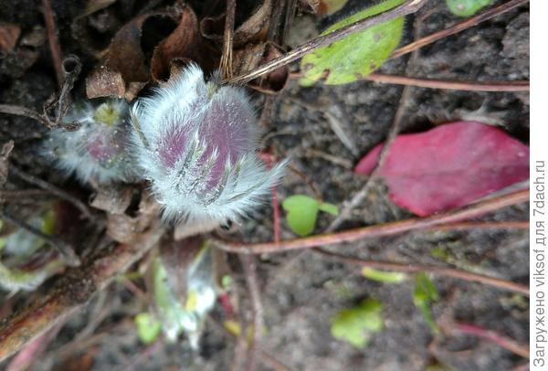 Посмотри - каков!