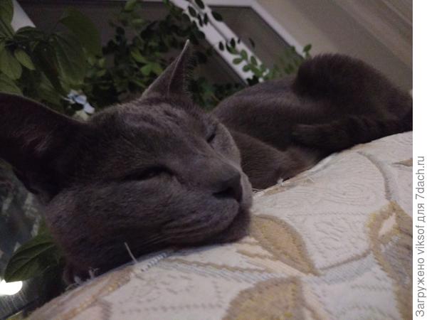 Ему ФСЁ фиолетово лишь бы его не везли снова к мышам на дачу