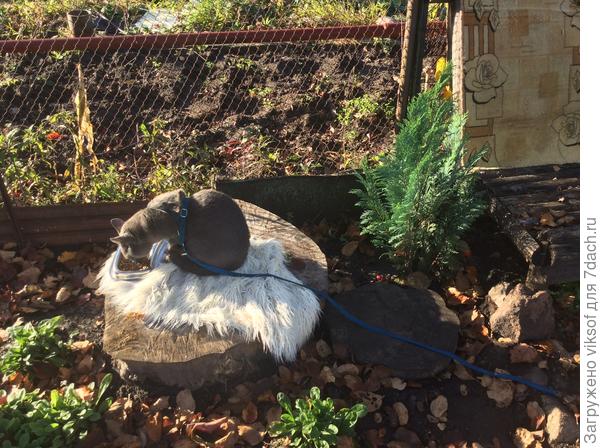 А как мы с мужем спил нашли и притащили!?