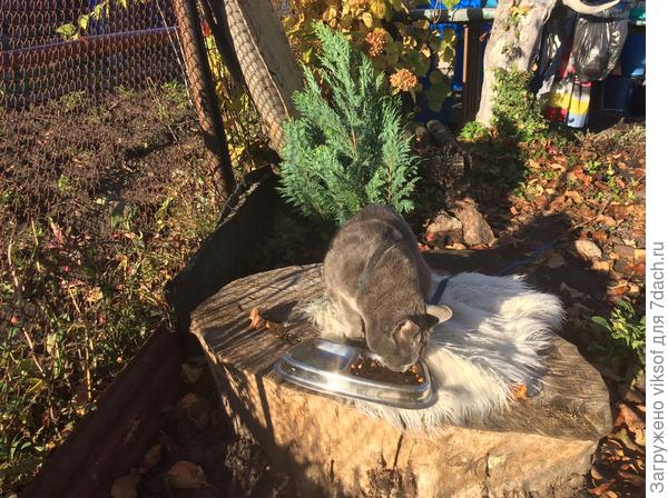 Осенний завтрак кота—аристократа