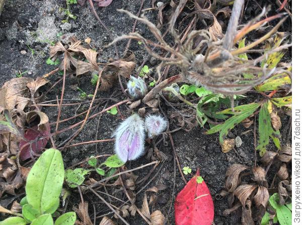 А это Вам, я нынче хвастаюсь своим прострелом, он и осенью показался, дурашка пушистенький