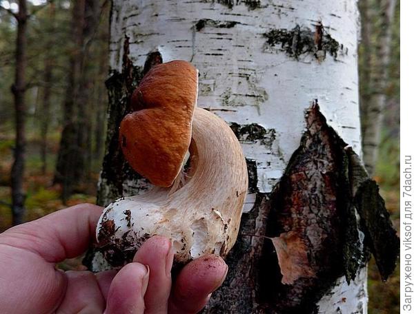 А этот боровичок пригорюнился: долго его не могли найти