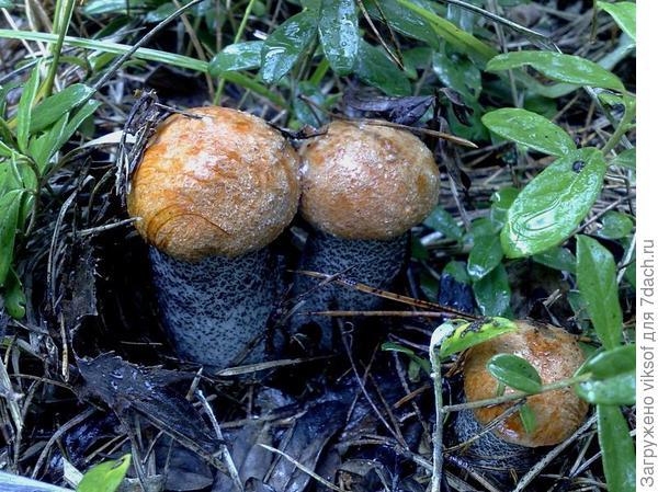 Папа, мама и сынок!