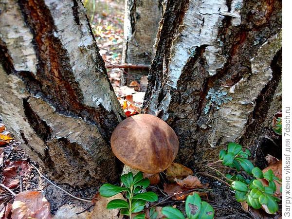 или этот истинный подберёзовик, наверное, узнал, что в Семидачье марафон и уж так постарался выбрать для себя любимого местечко у ног прекрасных берёзок