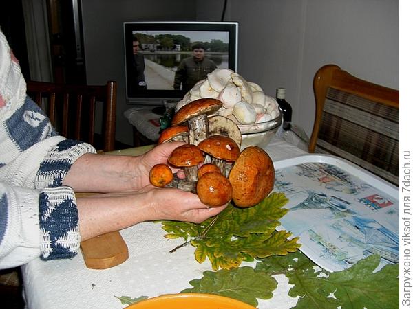 Как же они хороши!