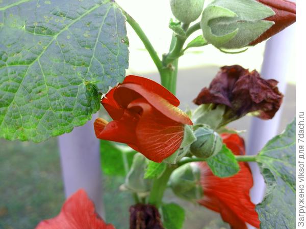 Вчера увидела на даче у соседки - цветёт мальва и Осень ей не почем!