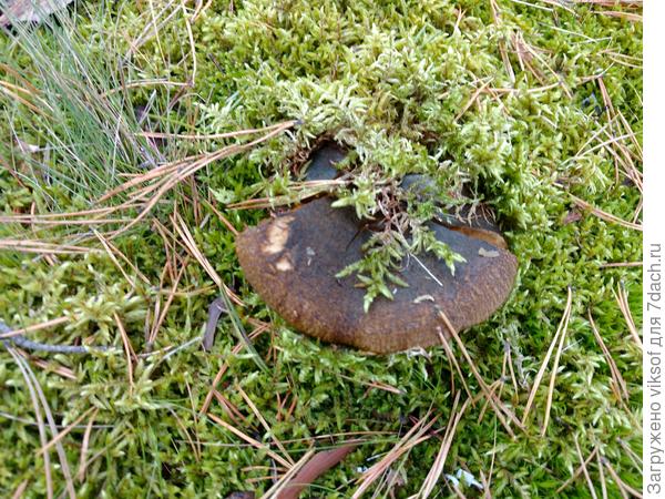 Такие у нас растут прямо за воротами нашего СОТ