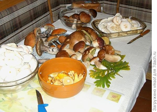 И собирать люблю, и чистить люблю, и готовить люблю, и угощать люблю!