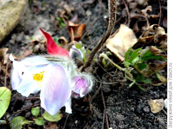 А ещё видели на нашей улице белочку и впервые получилось сфотографировать